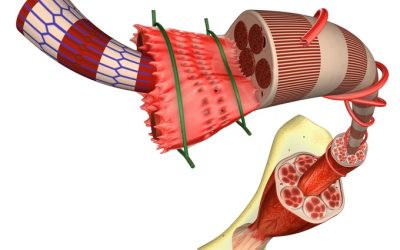 Stretching and Muscle Fascia