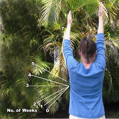 Recovery at 7 weeks Rotator Cuff Injury Treatment - week 7